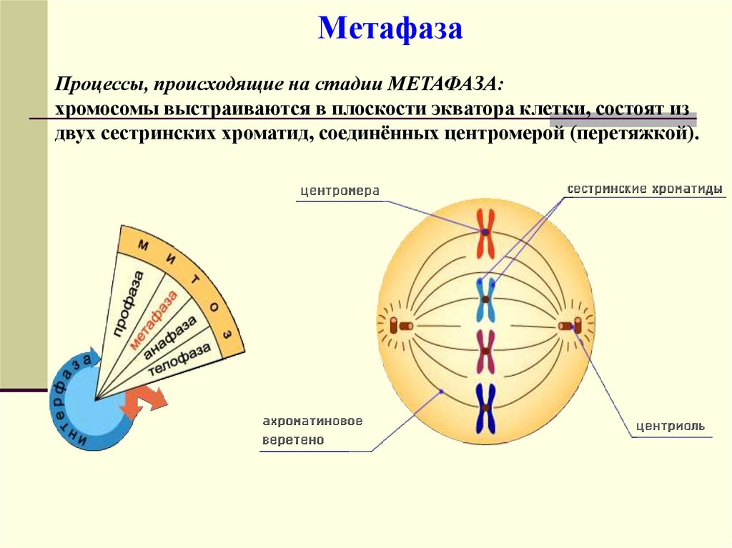 Деление метафазы