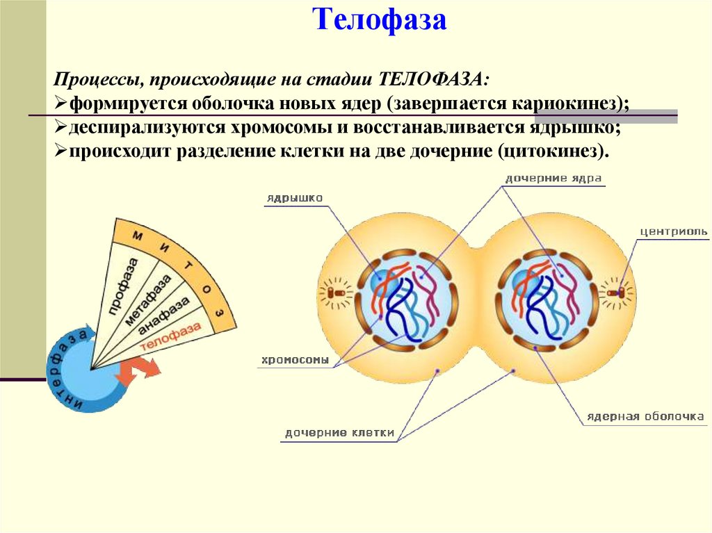 Какой хромосомный набор в телофазе митоза