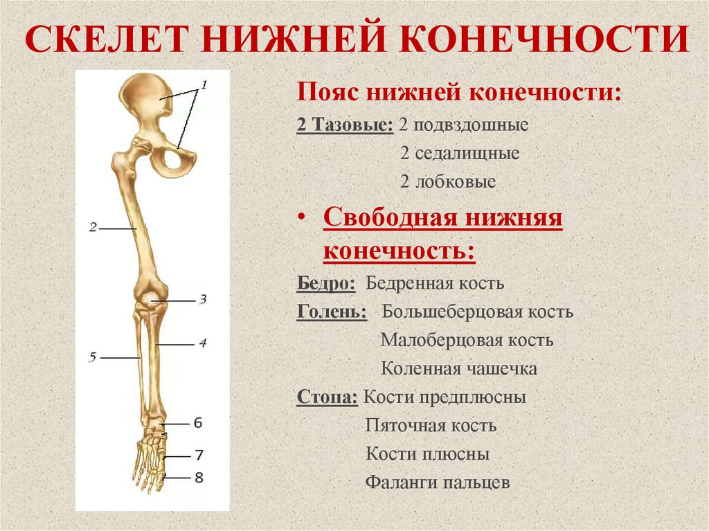 Какое время конечность. Скелет нижней конечности биология 8 класс. Функции скелета нижних конечностей. Урок скелет нижних конечностей. Скелет нижних конечностей презентация.