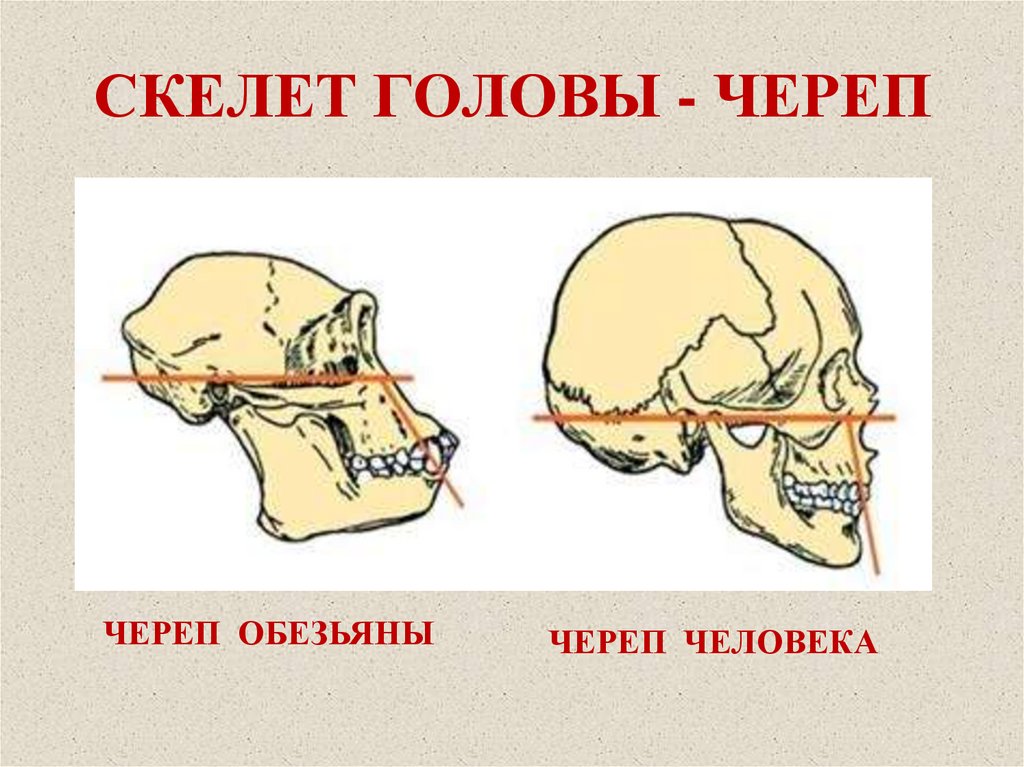 Отделы скелета головы человека