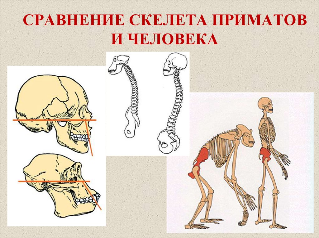 Отличие человека от животного скелет