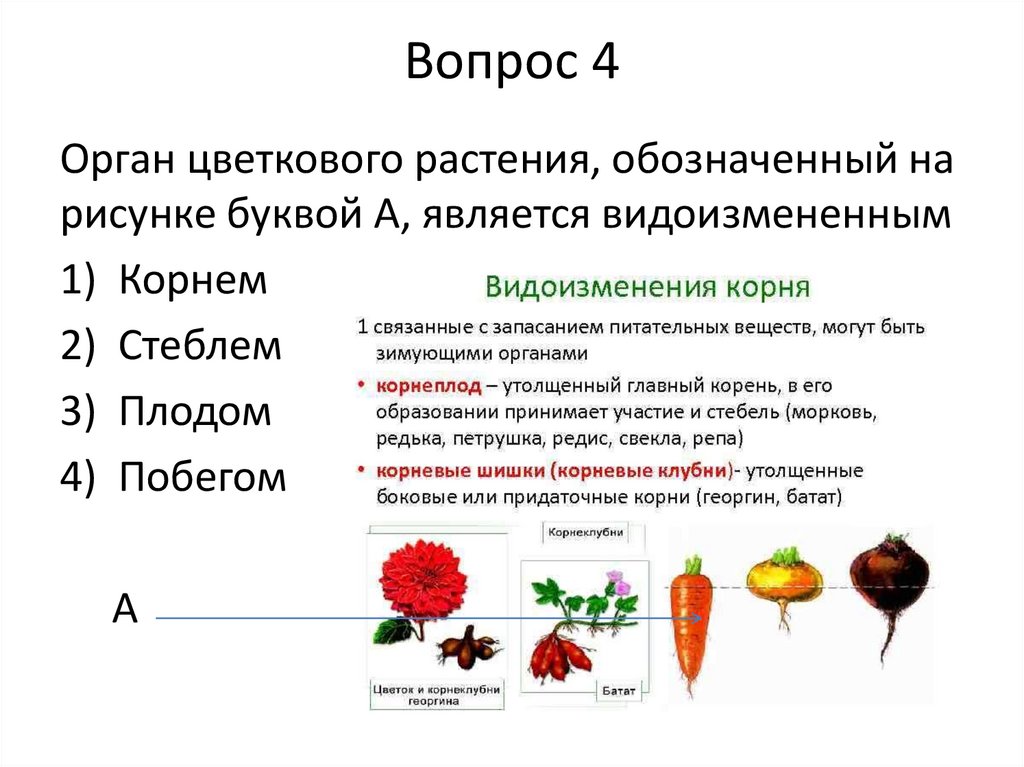 Репродуктивные органы цветковых растений