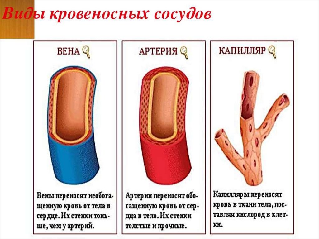 Соответствие артерии вены капилляры. Строение сосудов артерия Вена капилляр. Артерии вены и капилляры рисунок строения. Схема строения артерий вен капилляров. Схема строения кровеносных сосудов.