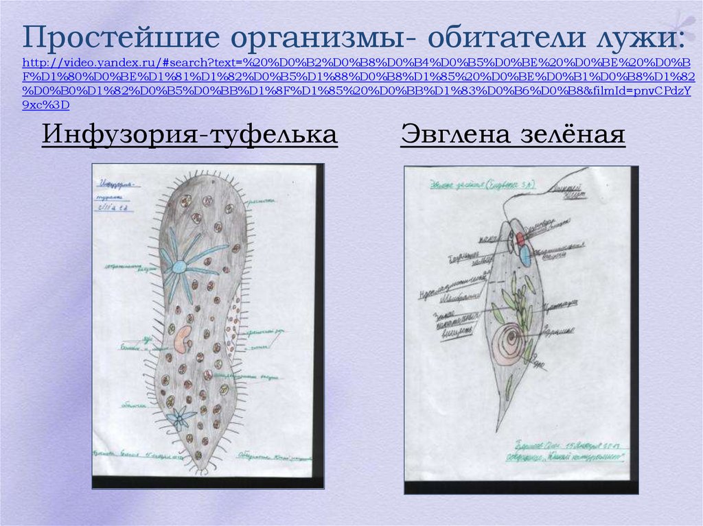 Простейший организм что это. Простейшие организмы. Обитатели лужи простейшие. Простейший организм. Организмы в луже.