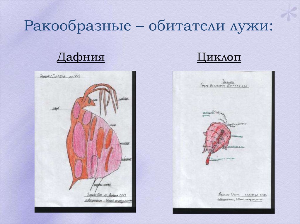 Дафния строение рисунок с подписями