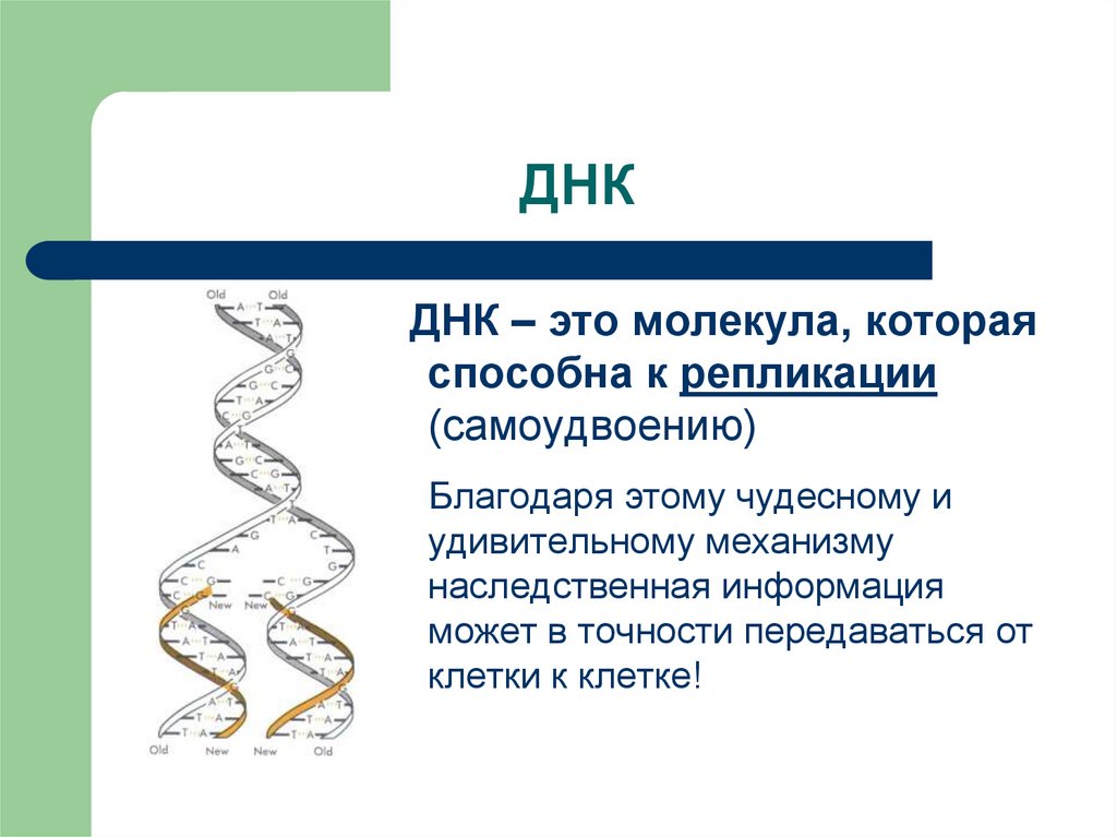 Кто считается открывателем принцип передачи генетической информации изображенного на рисунке