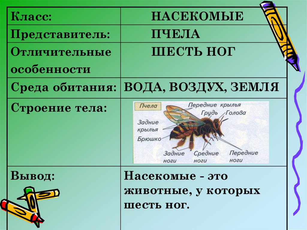 Насекомое пчела 2 класс. Класс насекомые. Представители класса насекомые. Насекомые окружающий мир. Животные класс насекомые.