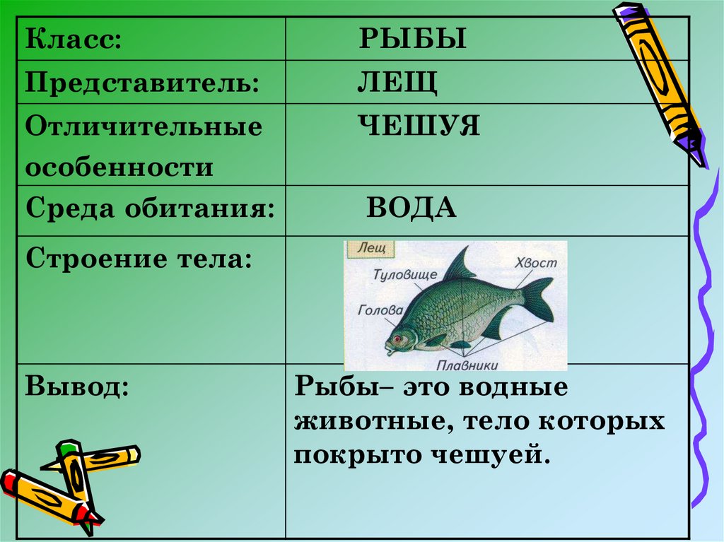 Рыбы и птицы особенности. Рыбы класс животных. Группа животных рыбы. Водные животные тело которых покрыто чешуей. Признаки рыб.