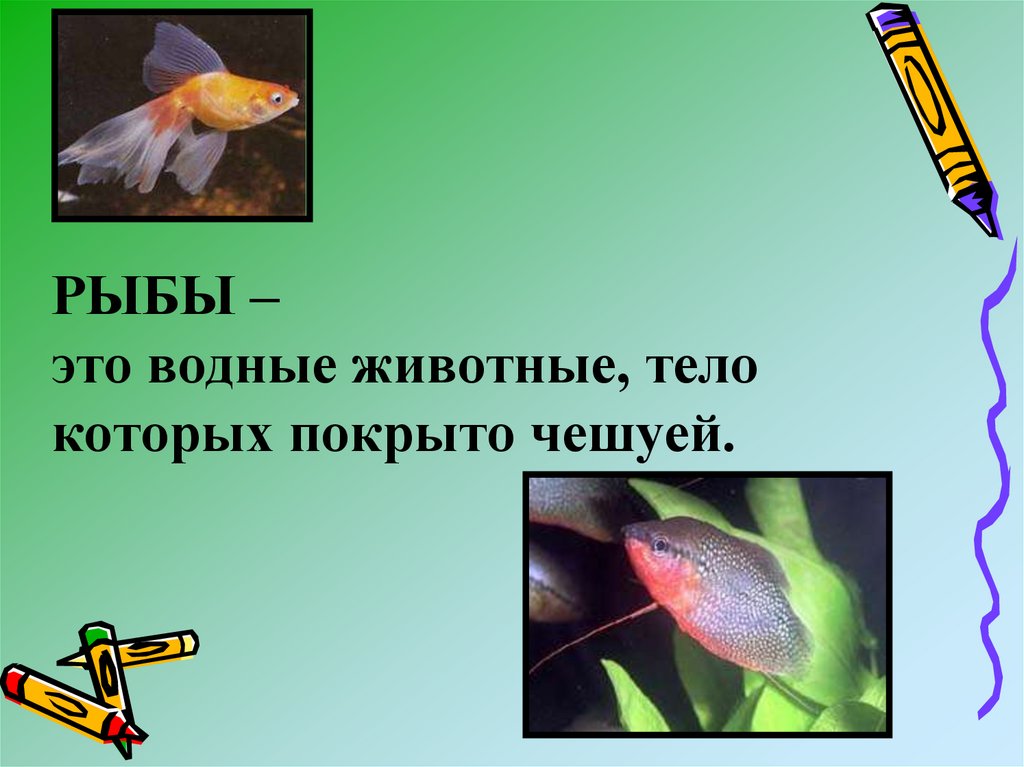 Птицы рыбы предложение. Рыбы животные тело которых покрыто. Рыбы тело которых покрыто чешуёй. Животные тело которых покрыто чешуей это. Водные животные тело покрыто чешуей.