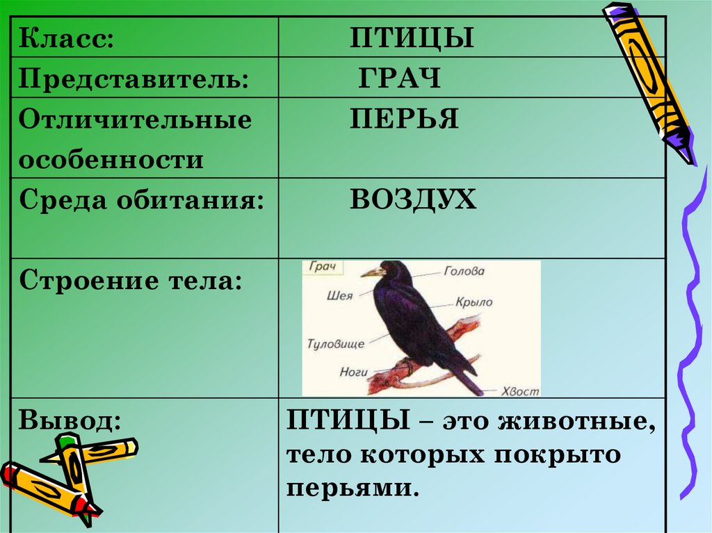 Представители птиц. Класс птицы представители. Среда обитания птиц и представители. Строение птицы Грач. Класс птицы среда обитания.