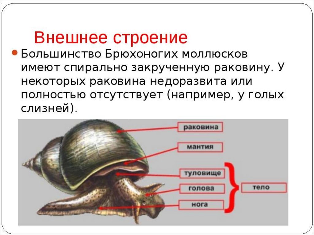 Биология брюхоногих моллюсков. Внешнее строение брюхоногих моллюсков. Прудовик обыкновенный строение раковины. Тело брюхоногих моллюсков. Внутреннее строение брюхоногих моллюсков.