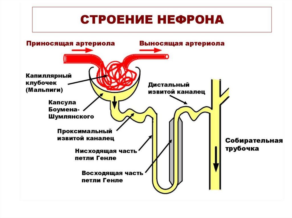 Структура изображенная на рисунке является функциональным элементом мочевыделительной системы