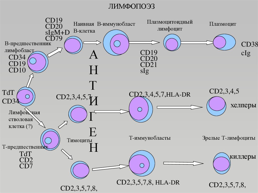 Характеристика в лимфоцитов. Лимфопоэз в-лимфоцитов происходит. Схема гемопоэза иммунология. Кроветворение гемопоэз презентация. Этапы лимфопоэза т-клеток.