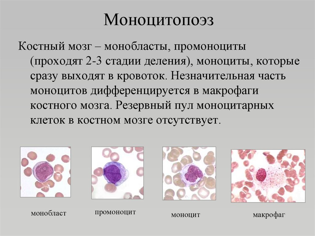 Какие клетки способны к делению. Моноцитопоэз стадии и клеточные формы. Гранулоцитопоэз и моноцитопоэз. Дифферон клеток крови. Монобласт промоноцит моноцит Макрофаг.