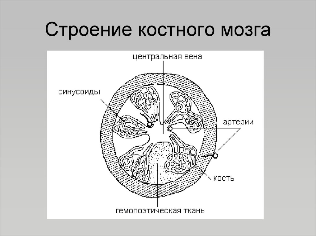 Схема костного мозга