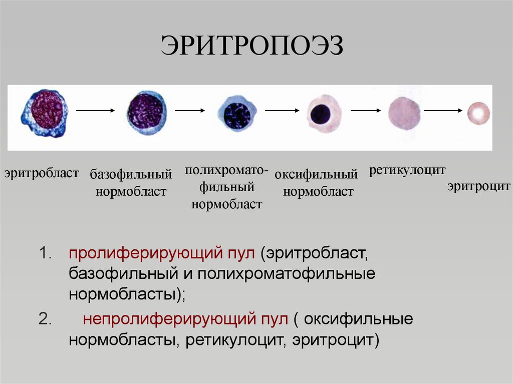 Угнетение эритропоэза