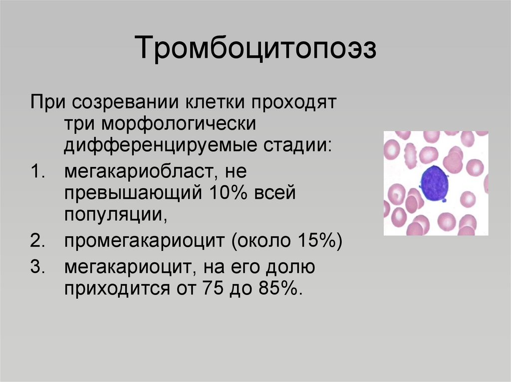 Средства влияющие на гемопоэз презентация