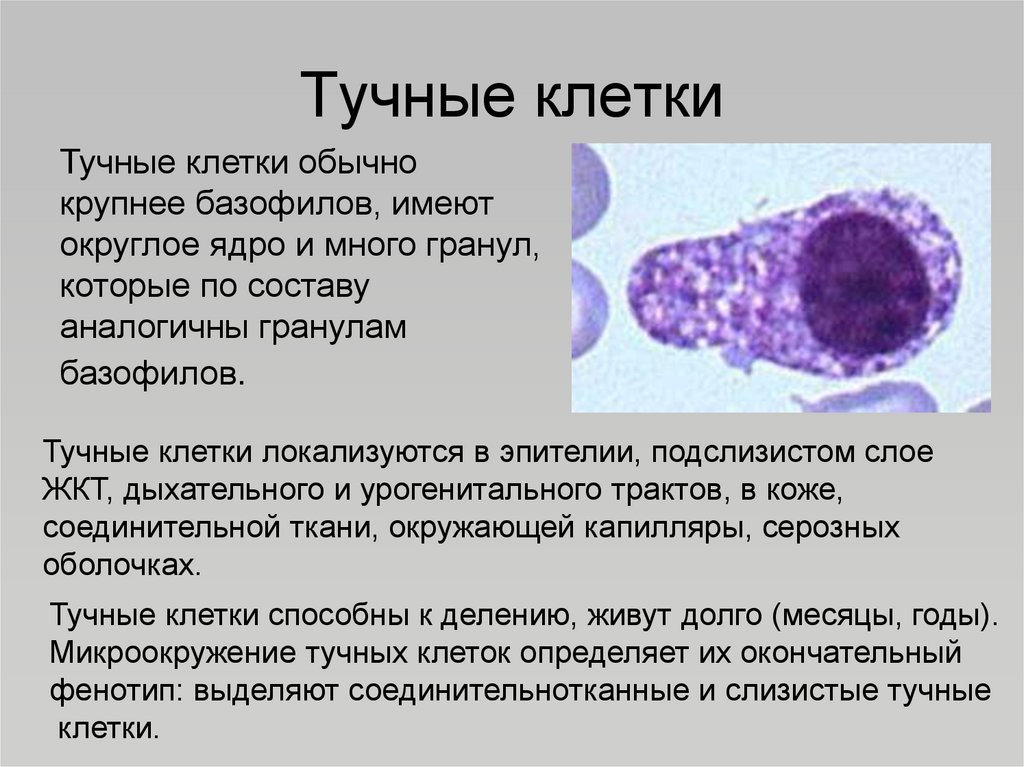 Тучные клетки. Тучные клетки имеют какое ядро. Тучные клетки размер. Тучные клетки размер форма.