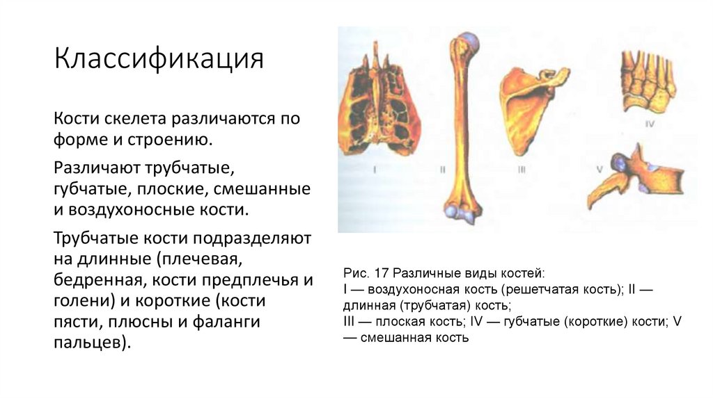 Что находится в губчатой кости. Классификация костей трубчатые губчатые. Классификация костей трубчатые губчатые смешанные. Трубчатые губчатые плоские кости на скелете. Трубчатые кости 2 губчатые кости 3 плоские кости 4 смешанные кости.