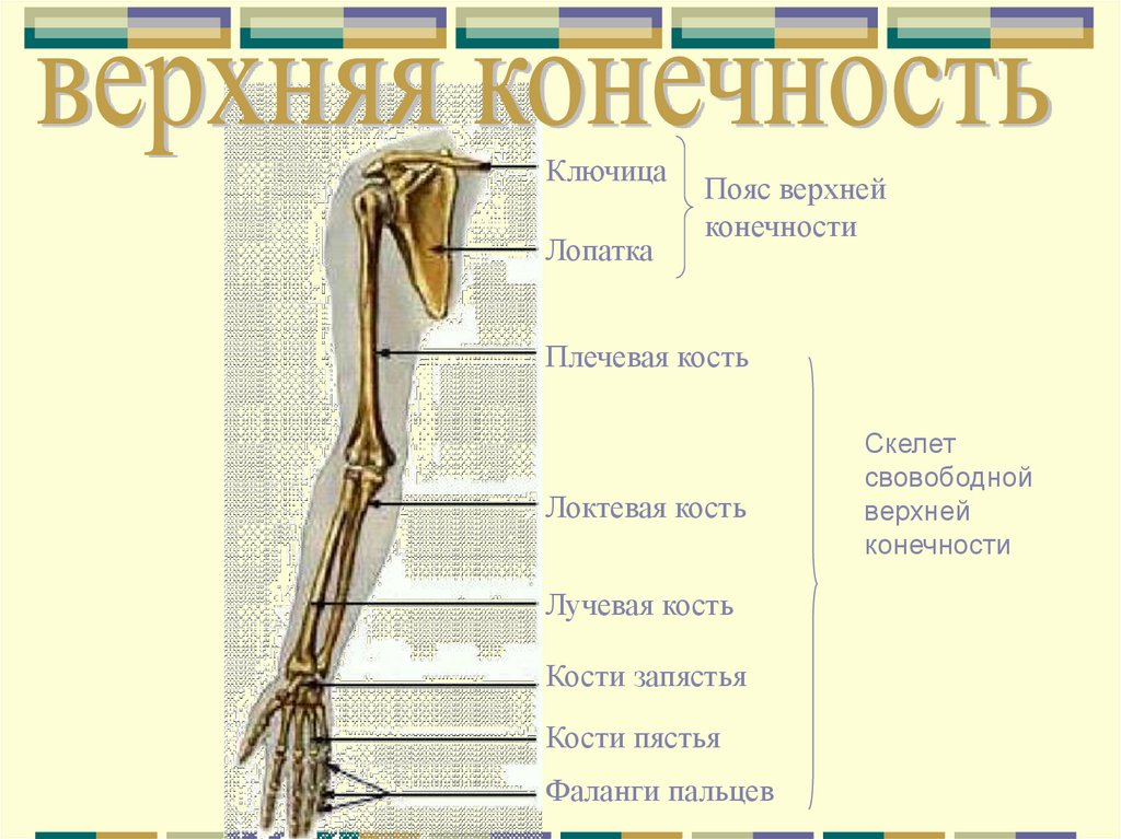 Скелет верхней конечности человека пояс конечностей. Пояса конечностей. Скелет пояса верхних конечностей. Скелет пояса и свободной верхней конечности. Скелет пояса верхней конечности включает.