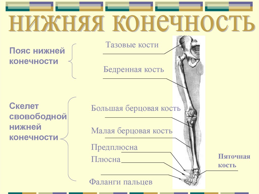 Соединение кости нижней конечности. Отделы скелета нижней конечности. Соединение костей скелета нижней конечности. Отдел скелета человека пояс нижних конечностей. Кости составляющие скелет нижней конечности.