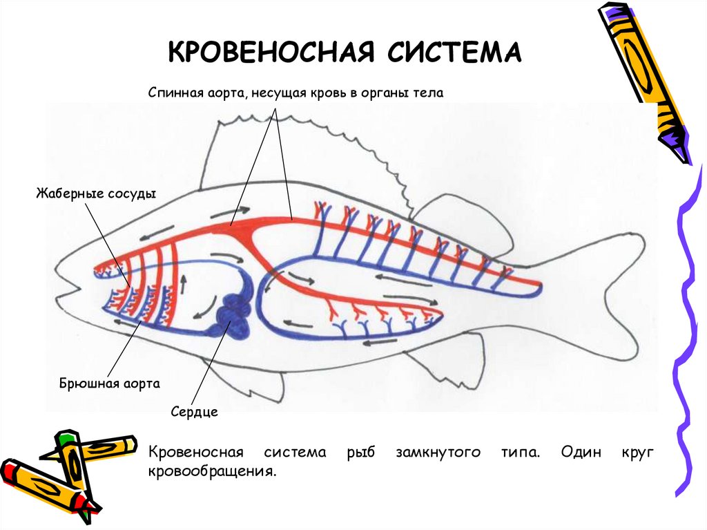 Кровеносная органы рыб. Схема строения кровеносной системы рыб. Схема строения кровеносной системы костной рыбы. Строение кровеносной системы костных рыб. Кровеносная система костных рыб схема.