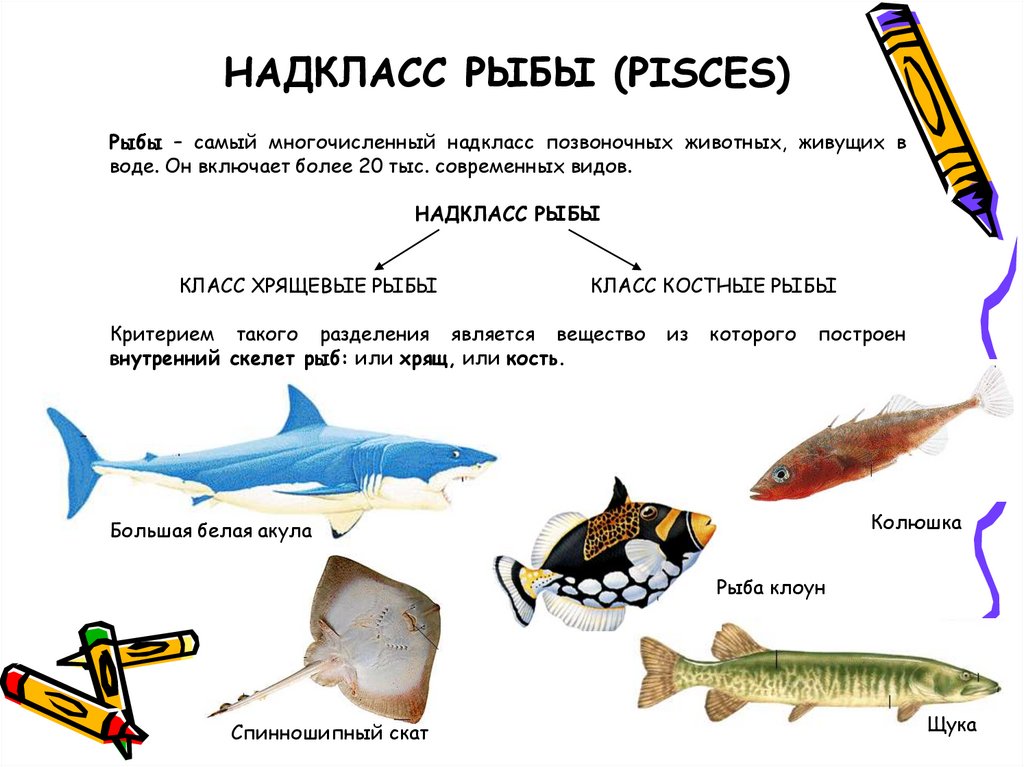 Рыбы биология 2 класс. Классы рыб. Надкласс рыбы класс. Общая характеристика рыб. Рыбы слайд.