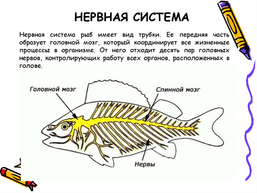 Особенности строения мозга рыбы. Нервная система костных рыб схема. Внутреннее строение рыбы нервная система. Строение нервной системы рыб. Нервная система костной рыбы 7 класс.