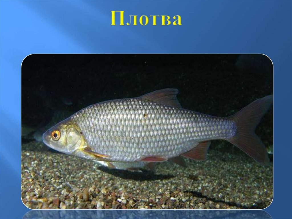 Рыба в Карелии: виды и названия