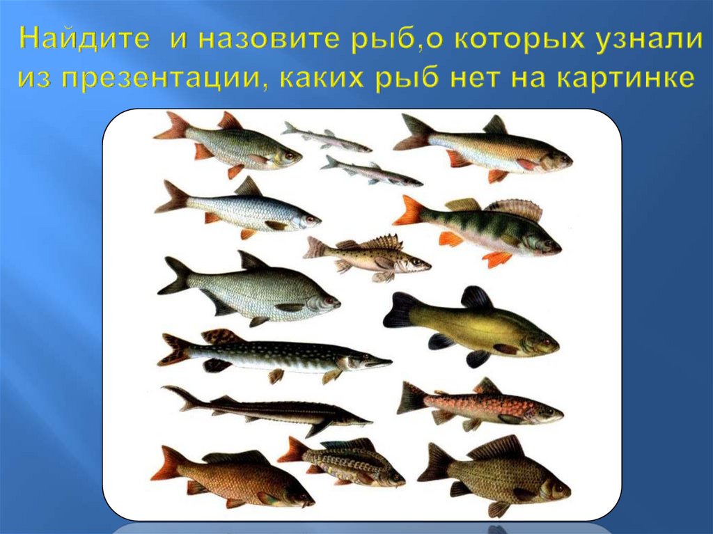 Найдите и назовите рыб,о которых узнали из презентации, каких рыб нет на картинке