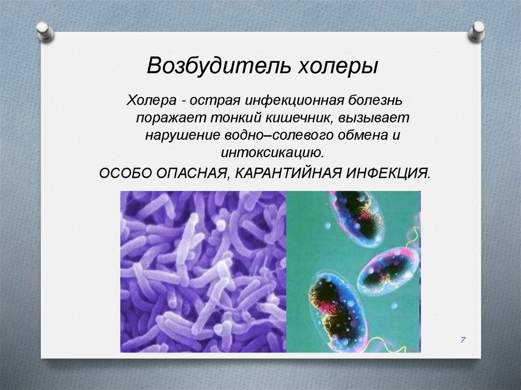 Бактерия вызывающая холеру