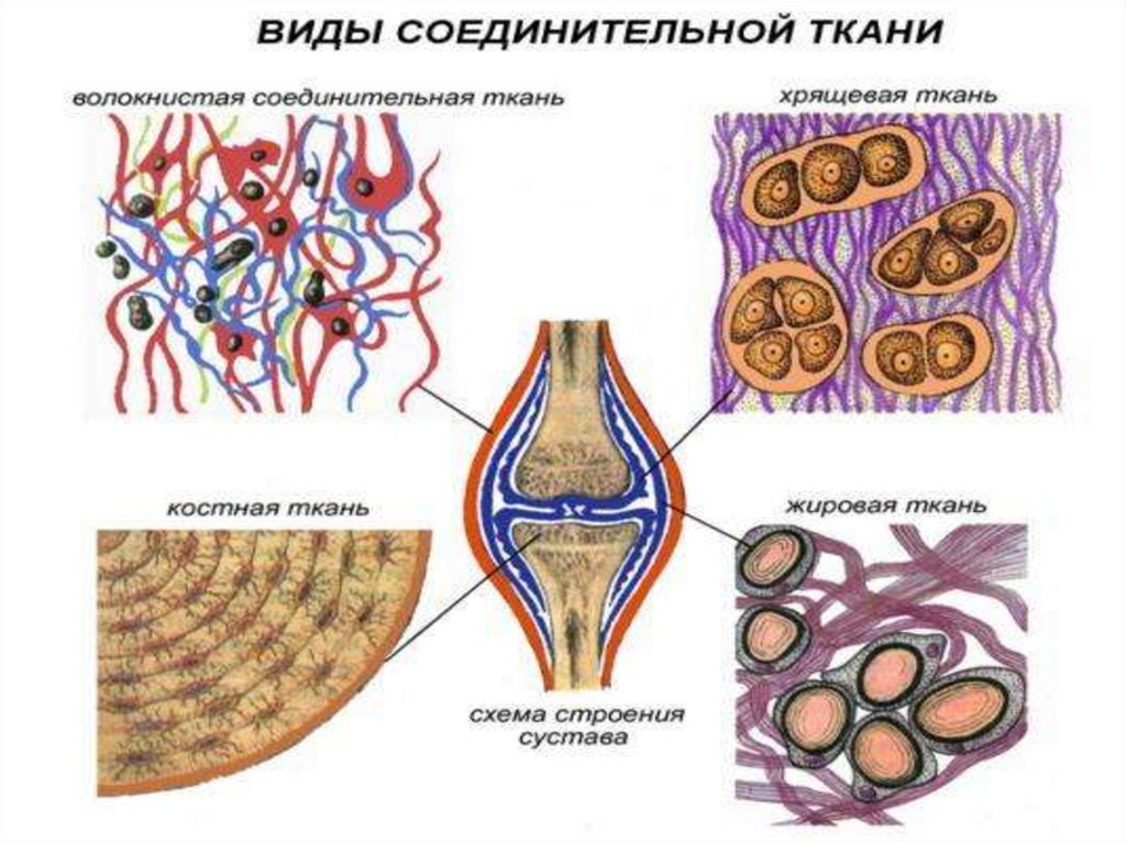 Соединительная ткань какие. Типы строение соединительной ткани. Виды соединительной ткани человека анатомия. Схема соединительной ткани анатомия. Соединительная ткань типы и функции.