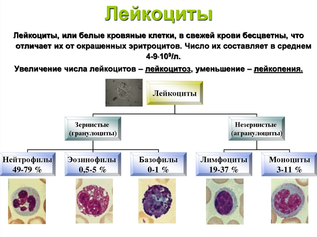 Лейкоциты крови способны. Строение разных видов лейкоцитов. Функции клеток крови лейкоцитов. Функции лейкоцитов 8 класс биология. Лейкоциты внешний вид.