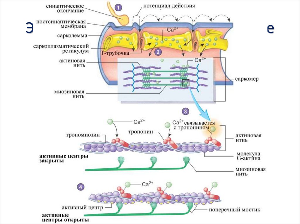 Механизм мышечного сокращения схема
