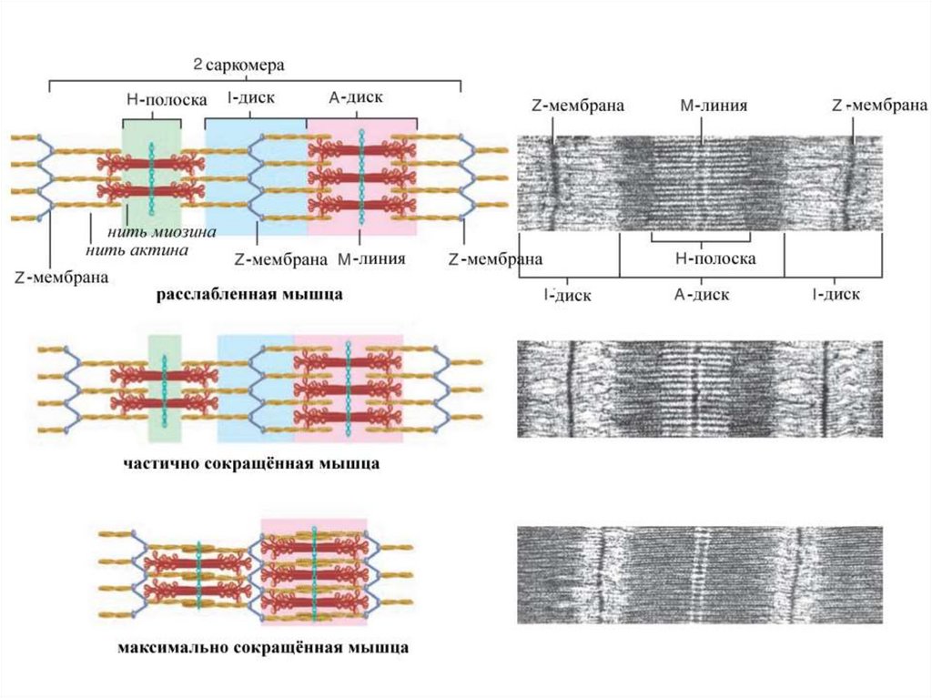 Мышечное сокращение