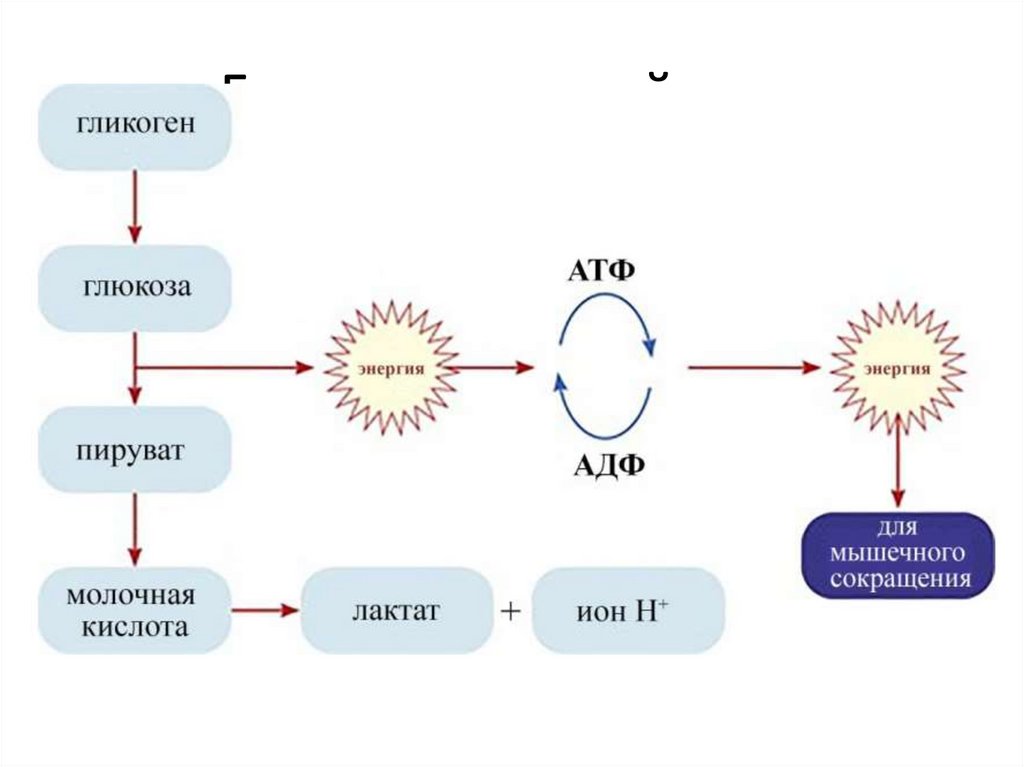 Гликолитический путь