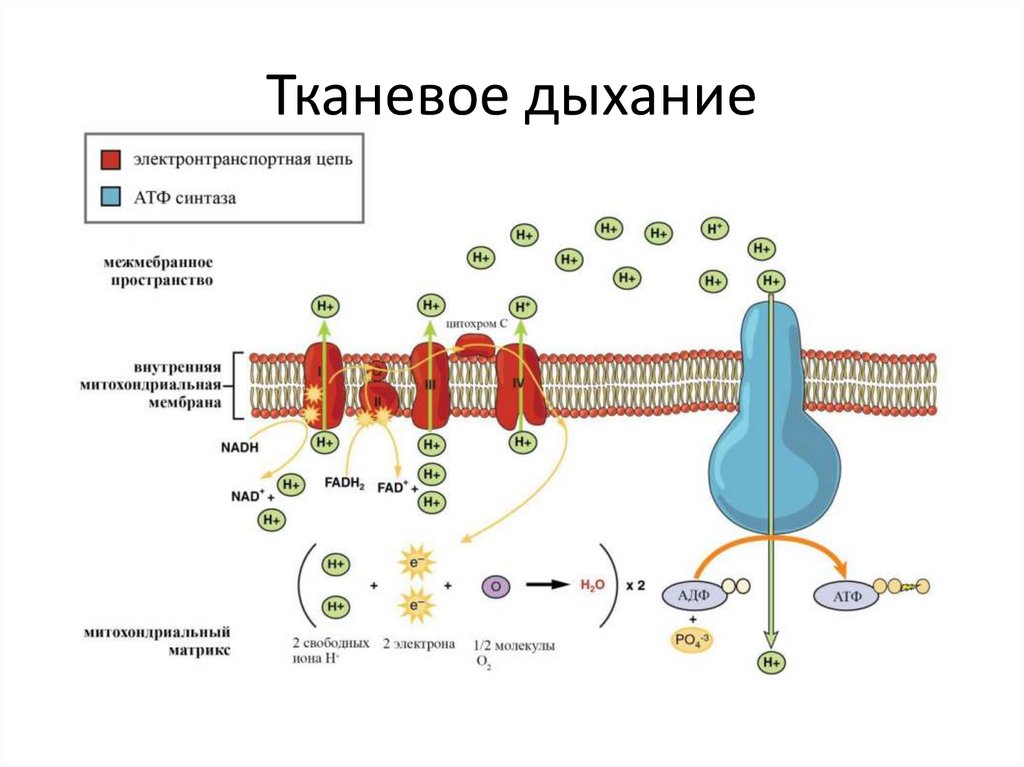 Тканевое дыхание