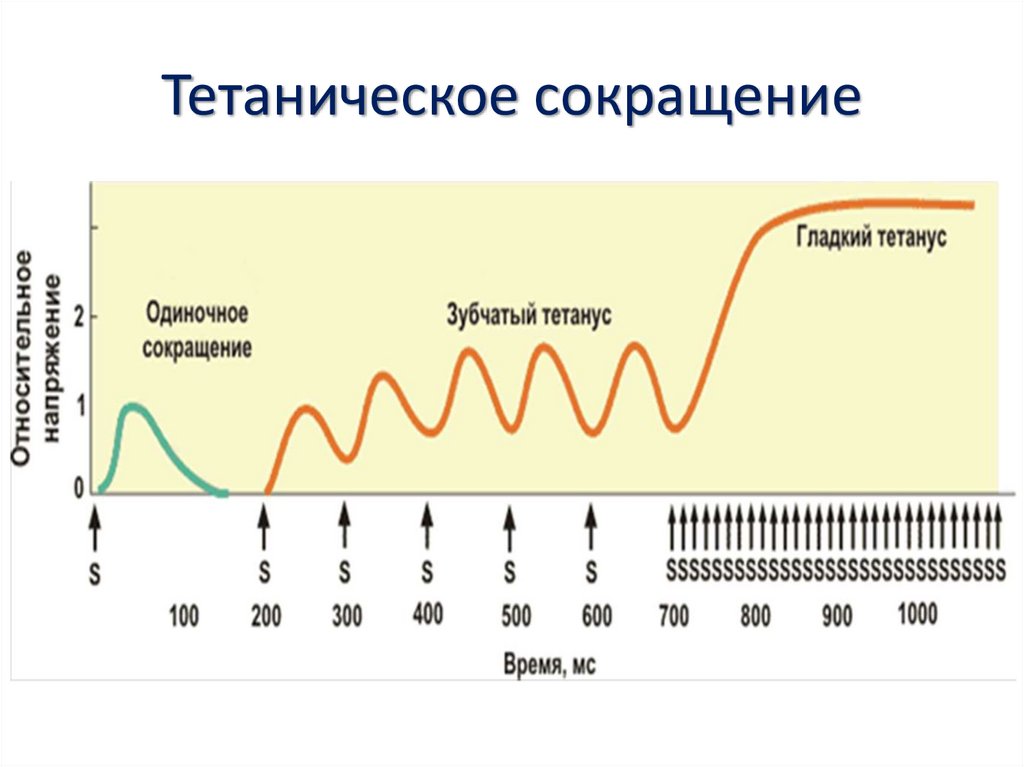 тетаническое сокращение скелетных мышц. зубчатый тетанус это в физиологии. тетаническое мышечное сокращение. условия возникновения тетануса. суммация сокращений в фазу укорочения мышцы.