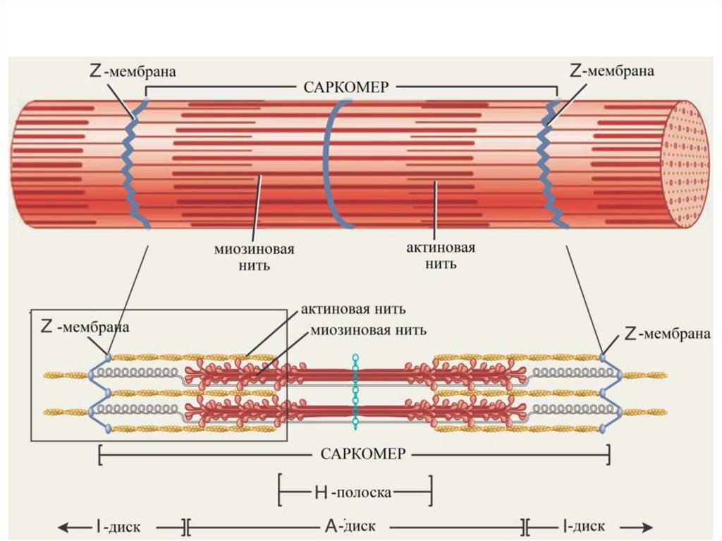 Презентация механизм сокращения мышечного волокна т система мышечного волокна