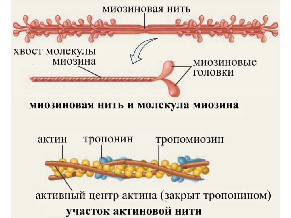 Механизм мышечного сокращения презентация