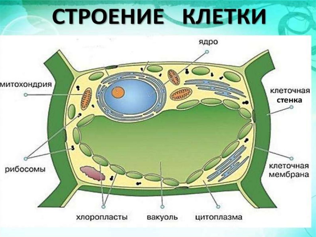 Пример растительной клетки. Строение растительной клетки. Структура растительной клетки. Клеточное строение растений. Схема строения клетки растения.