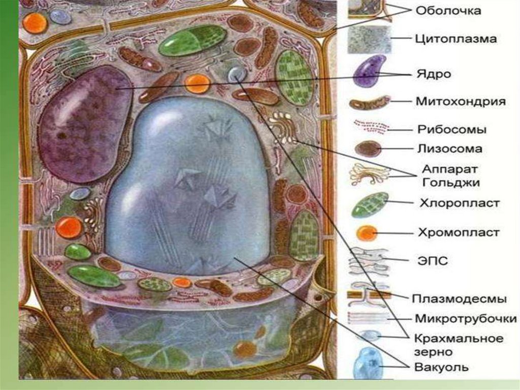 В клетках листа смородины. Клетка листа смородины. Строение растительной клетки под микроскопом. Строение клетки орхидеи.