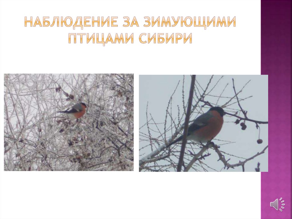 Наблюдение за зимующими птицами Сибири