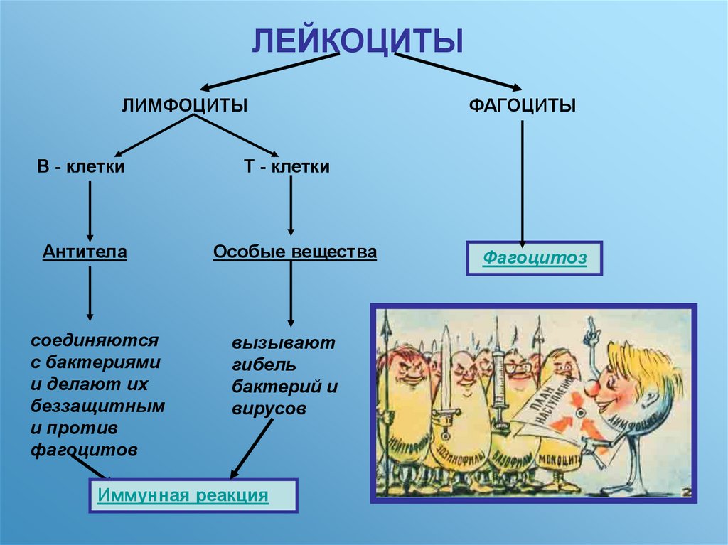 Особые вещества. Фагоциты лимфоциты антитела. Лейкоциты, фагоциты, антитела. Фагоциты место образования. Фагоциты человека способны.