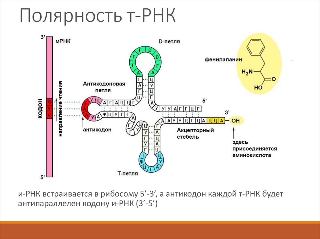 Молекула информационной рнк. Структурная формула ТРНК. Матричная РНК схема. ТРНК строение и их функции. РНК структура молекулы РНК.