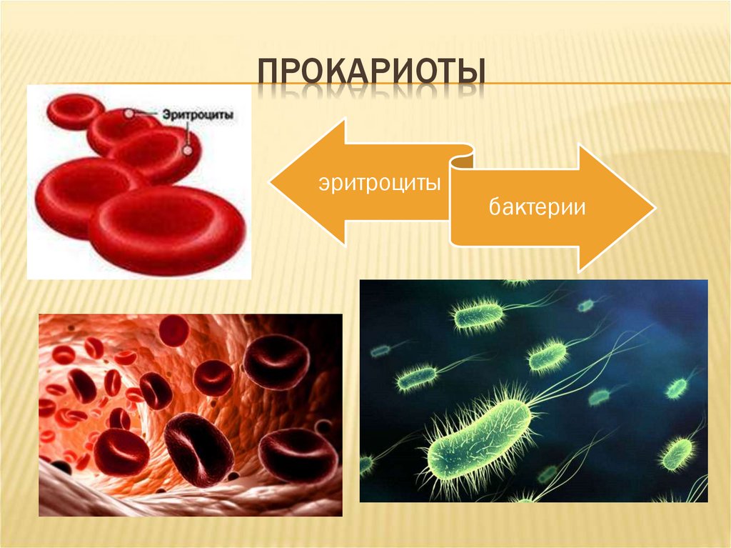 Прокариоты ядерные. Бактерии прокариоты. Эритроциты прокариоты или эукариоты. Эритроцит прокариот. Клетка прокариот.