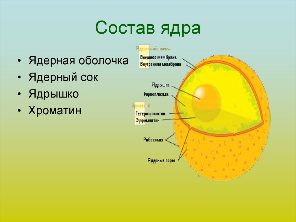 Схема строения ядра