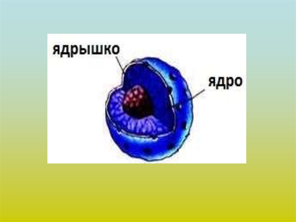 Ядро это в биологии. Ядрышко. Роль ядра в жизнедеятельности клетки. Ядрышко понятие. Ядрышко человека.