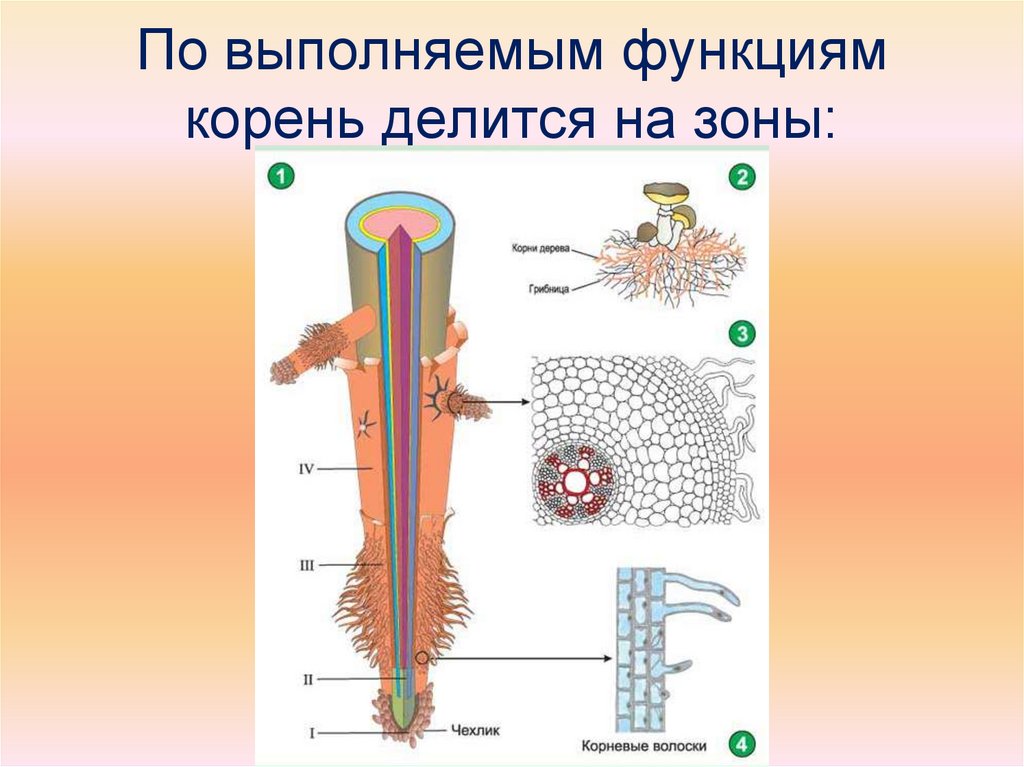 По выполняемым функциям корень делится на зоны: