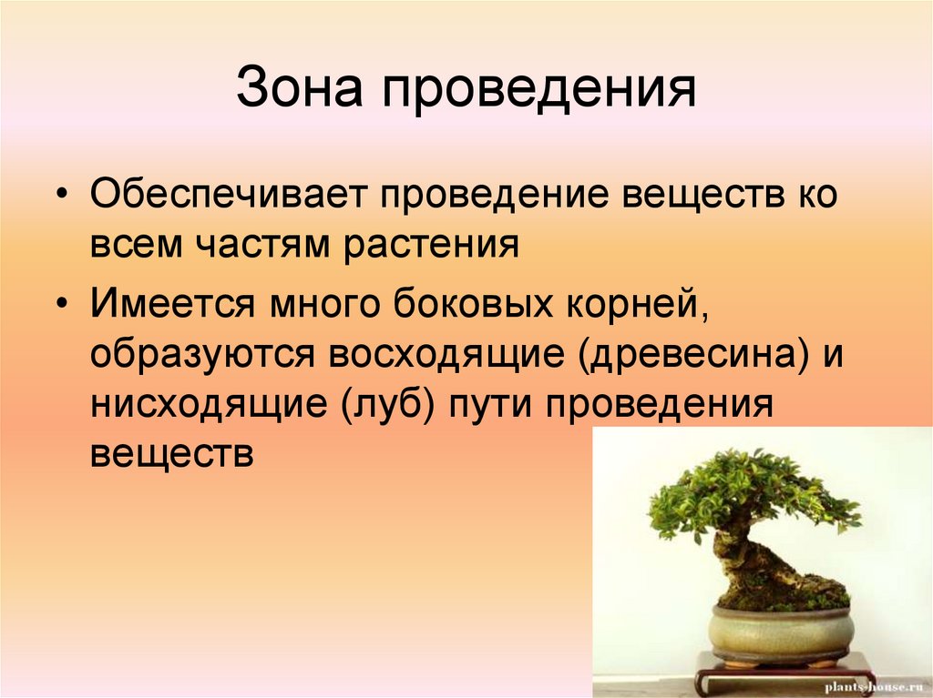 Зона проведения